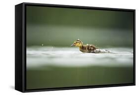 Mallard (Anas Platyrhynchos) Duckling on Lake, Derbyshire, England, UK, June-Andrew Parkinson-Framed Stretched Canvas