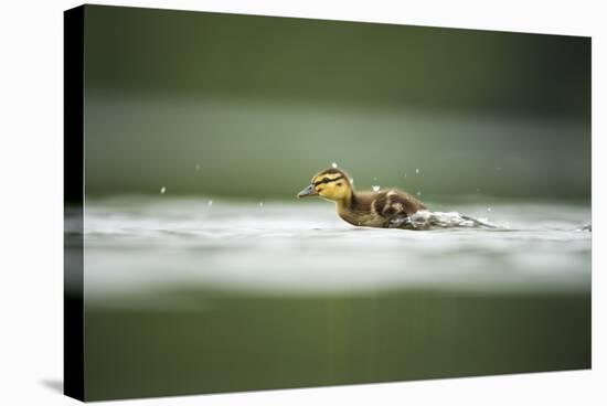 Mallard (Anas Platyrhynchos) Duckling on Lake, Derbyshire, England, UK, June-Andrew Parkinson-Stretched Canvas