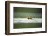 Mallard (Anas Platyrhynchos) Duckling on Lake, Derbyshire, England, UK, June-Andrew Parkinson-Framed Photographic Print