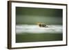 Mallard (Anas Platyrhynchos) Duckling on Lake, Derbyshire, England, UK, June-Andrew Parkinson-Framed Photographic Print