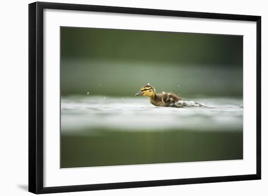 Mallard (Anas Platyrhynchos) Duckling on Lake, Derbyshire, England, UK, June-Andrew Parkinson-Framed Photographic Print