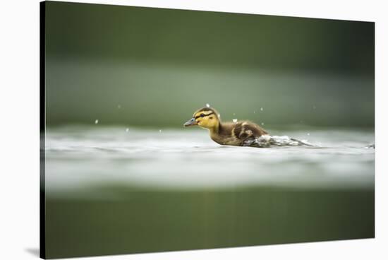 Mallard (Anas Platyrhynchos) Duckling on Lake, Derbyshire, England, UK, June-Andrew Parkinson-Stretched Canvas