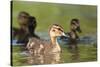 Mallard (Anas Platyrhynchos) Ducklings, Bradfield Nature Reserve, Berkshire, England, UK, May-Bertie Gregory-Stretched Canvas