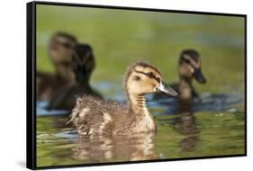 Mallard (Anas Platyrhynchos) Ducklings, Bradfield Nature Reserve, Berkshire, England, UK, May-Bertie Gregory-Framed Stretched Canvas