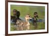 Mallard (Anas Platyrhynchos) Ducklings, Bradfield Nature Reserve, Berkshire, England, UK, May-Bertie Gregory-Framed Photographic Print