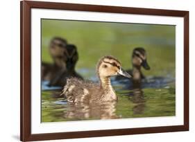 Mallard (Anas Platyrhynchos) Ducklings, Bradfield Nature Reserve, Berkshire, England, UK, May-Bertie Gregory-Framed Photographic Print