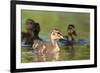 Mallard (Anas Platyrhynchos) Ducklings, Bradfield Nature Reserve, Berkshire, England, UK, May-Bertie Gregory-Framed Photographic Print