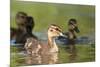 Mallard (Anas Platyrhynchos) Ducklings, Bradfield Nature Reserve, Berkshire, England, UK, May-Bertie Gregory-Mounted Photographic Print