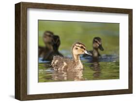 Mallard (Anas Platyrhynchos) Ducklings, Bradfield Nature Reserve, Berkshire, England, UK, May-Bertie Gregory-Framed Photographic Print