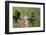 Mallard (Anas Platyrhynchos) Ducklings, Bradfield Nature Reserve, Berkshire, England, UK, May-Bertie Gregory-Framed Photographic Print