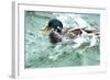 Mallard, Anas Platyrhynchos, Erpel-Reiner Bernhardt-Framed Photographic Print