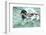 Mallard, Anas Platyrhynchos, Erpel-Reiner Bernhardt-Framed Photographic Print