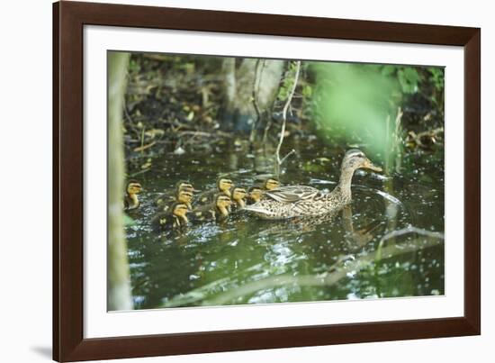 Mallard, Anas platyrhynchos, fledglings, water, sidewise, swim-David & Micha Sheldon-Framed Photographic Print