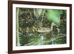 Mallard, Anas platyrhynchos, fledglings, water, sidewise, swim-David & Micha Sheldon-Framed Photographic Print