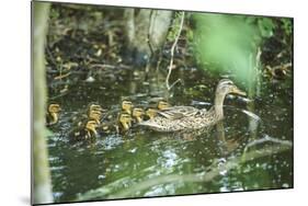 Mallard, Anas platyrhynchos, fledglings, water, sidewise, swim-David & Micha Sheldon-Mounted Photographic Print