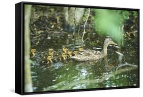 Mallard, Anas platyrhynchos, fledglings, water, sidewise, swim-David & Micha Sheldon-Framed Stretched Canvas