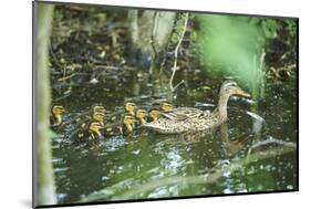Mallard, Anas platyrhynchos, fledglings, water, sidewise, swim-David & Micha Sheldon-Mounted Photographic Print