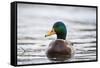 Mallard (Anas Platyrhynchos) Male On Water. Lower Silesia. Poland-Oscar Dominguez-Framed Stretched Canvas