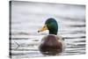 Mallard (Anas Platyrhynchos) Male On Water. Lower Silesia. Poland-Oscar Dominguez-Stretched Canvas