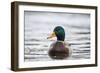 Mallard (Anas Platyrhynchos) Male On Water. Lower Silesia. Poland-Oscar Dominguez-Framed Photographic Print