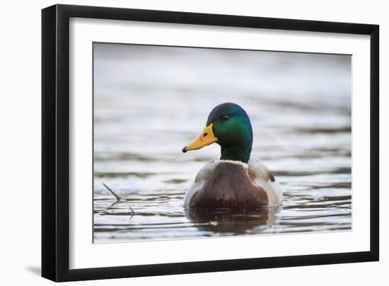 Mallard (Anas Platyrhynchos) Male On Water. Lower Silesia. Poland-Oscar Dominguez-Framed Photographic Print