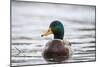 Mallard (Anas Platyrhynchos) Male On Water. Lower Silesia. Poland-Oscar Dominguez-Mounted Photographic Print