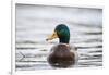 Mallard (Anas Platyrhynchos) Male On Water. Lower Silesia. Poland-Oscar Dominguez-Framed Photographic Print