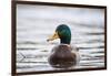 Mallard (Anas Platyrhynchos) Male On Water. Lower Silesia. Poland-Oscar Dominguez-Framed Photographic Print