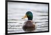 Mallard (Anas Platyrhynchos) Male On Water. Lower Silesia. Poland-Oscar Dominguez-Framed Photographic Print