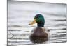 Mallard (Anas Platyrhynchos) Male On Water. Lower Silesia. Poland-Oscar Dominguez-Mounted Photographic Print