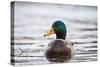 Mallard (Anas Platyrhynchos) Male On Water. Lower Silesia. Poland-Oscar Dominguez-Stretched Canvas