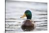 Mallard (Anas Platyrhynchos) Male On Water. Lower Silesia. Poland-Oscar Dominguez-Stretched Canvas