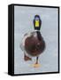 Mallard (Anas Platyrhynchos) Walking On Ice, Acadia National Park, Maine, USA, April-George Sanker-Framed Stretched Canvas