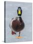 Mallard (Anas Platyrhynchos) Walking On Ice, Acadia National Park, Maine, USA, April-George Sanker-Stretched Canvas