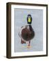 Mallard (Anas Platyrhynchos) Walking On Ice, Acadia National Park, Maine, USA, April-George Sanker-Framed Photographic Print