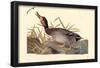 Mallard And Gadwall Hybrid-null-Framed Poster