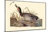 Mallard And Gadwall Hybrid-null-Mounted Poster