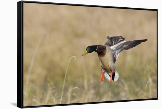 Mallard Drake Alighting-Ken Archer-Framed Stretched Canvas