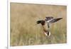 Mallard Drake Alighting-Ken Archer-Framed Photographic Print