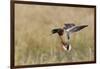 Mallard Drake Alighting-Ken Archer-Framed Photographic Print