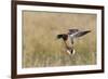 Mallard Drake Alighting-Ken Archer-Framed Photographic Print