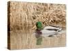 Mallard Drake (Anas Plathyrnhynchos), Basket Slough National Wildlife Refuge, Oregon, Usa-Rick A^ Brown-Stretched Canvas