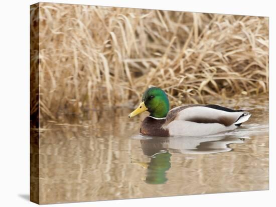 Mallard Drake (Anas Plathyrnhynchos), Basket Slough National Wildlife Refuge, Oregon, Usa-Rick A^ Brown-Stretched Canvas