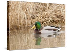 Mallard Drake (Anas Plathyrnhynchos), Basket Slough National Wildlife Refuge, Oregon, Usa-Rick A^ Brown-Stretched Canvas