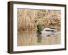 Mallard Drake (Anas Plathyrnhynchos), Basket Slough National Wildlife Refuge, Oregon, Usa-Rick A^ Brown-Framed Photographic Print