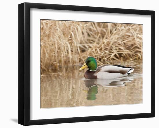 Mallard Drake (Anas Plathyrnhynchos), Basket Slough National Wildlife Refuge, Oregon, Usa-Rick A^ Brown-Framed Photographic Print