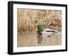 Mallard Drake (Anas Plathyrnhynchos), Basket Slough National Wildlife Refuge, Oregon, Usa-Rick A^ Brown-Framed Photographic Print