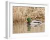 Mallard Drake (Anas Plathyrnhynchos), Basket Slough National Wildlife Refuge, Oregon, Usa-Rick A^ Brown-Framed Photographic Print