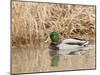 Mallard Drake (Anas Plathyrnhynchos), Basket Slough National Wildlife Refuge, Oregon, Usa-Rick A^ Brown-Mounted Photographic Print