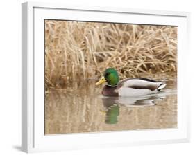 Mallard Drake (Anas Plathyrnhynchos), Basket Slough National Wildlife Refuge, Oregon, Usa-Rick A^ Brown-Framed Photographic Print